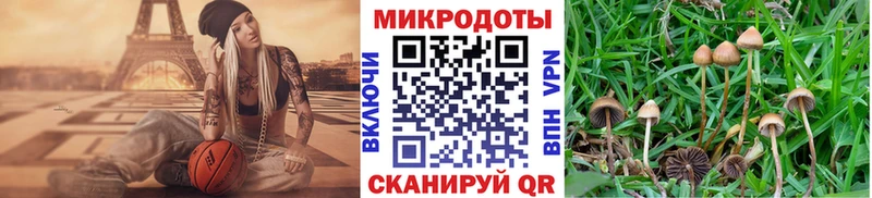 Псилоцибиновые грибы Psilocybe  Ликино-Дулёво 